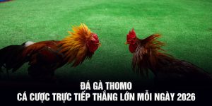 Đá Gà Thomo - Cá Cược Trực Tiếp Thắng Lớn Mỗi Ngày 2026